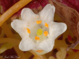 Beaked Dodder: <i>Cuscuta rostrata</i>