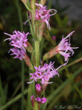 Dwarf Blazing Star: <i>Liatris microcephala</i>