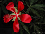 Scarlet Rosemallow: <i>Hibiscus coccineus</i>