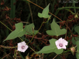 Small White Morning Glory: <i>Ipomoea lacunosa</i>