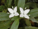 Virginia Buttonweed: <i>Diodia virginiana</i>