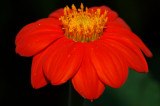 flower72.jpg