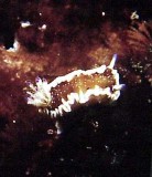 Nudi1.jpg