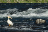 White pelican.jpg