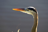 Everglades - Anhinga Trail & Shark Valley