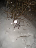 snow snow snow