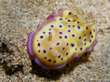 Chromodoris kuniei  (Pruvot-Fol, 1930)