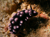 Phyllidiella pustulosa (Cuvier, 1804)