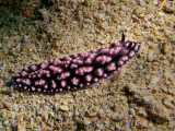 Phyllidiella pustulosa (Cuvier, 1804)