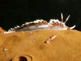 Phidiana indica (Bergh, 1896)