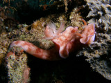 Ceratosoma trilobatum (Gray, J.E., 1827)