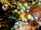 Clown frogfish (Antennarius maculatus)
