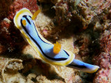 Chromodoris annae (Bergh, 1877)