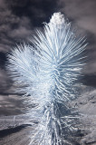 Yucca w/ Bloom (IR)