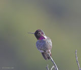 Annas Hummingbird