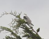 White Tail Kite, Male?