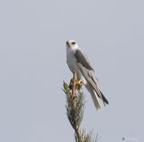 White Tail Kite with Mouse
