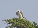 White Tail Kite with Mouse