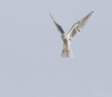 Hunting White Tail Kite