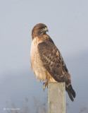 Red Tail Hawk