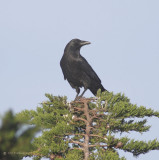 Crow, after chasing Kite away from its prey