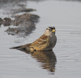 White Crowned Sparrow Bathing