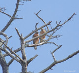 Red Shouldered Hawk Pair