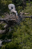 Nest Work