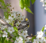 Yellow Rumped Warbler