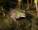 Bullfrog