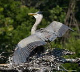 Male arrives