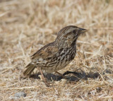 Beldings Sparrow?