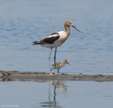 Avocet with chick