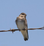 Cliff Swallow fledgling