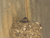 Phoebe chick in nest