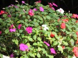 DSCN2911.JPG