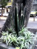 Cactus na Tijuca?