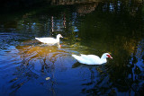 IMG_0771-red.jpg