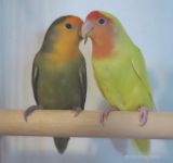 Lovebirds