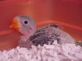 Alexandrian Parrot Baby