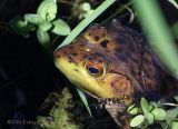 Frog In Water