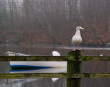 Foggy Day Gull