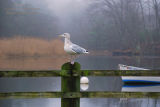 Foggy Day Gull