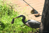 Heron Holding Chipmunk