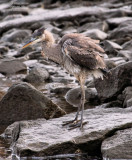 DSC_2616-Heron.jpg