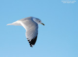 DSC_5069-GullDurhamLanding.jpg