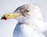 Gull Portrait