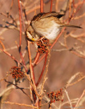 White-throated Sparrow 3