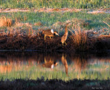 American Bittern Pair