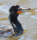 Cormorant Close-up